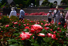 240511荒牧バラ公園09