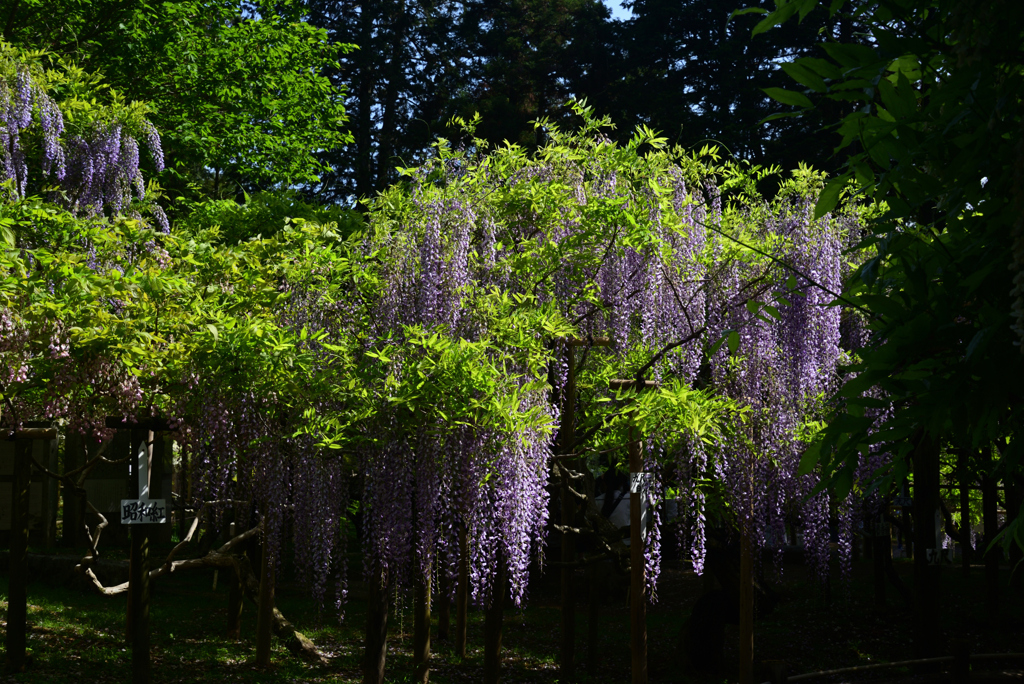 220425c萬葉植物園20