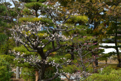 240218b智積院03