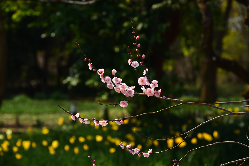 190315京都植物園04