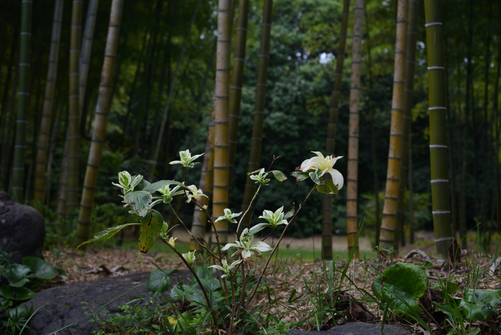 190920万博公園52