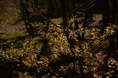 220316a市大植物園19