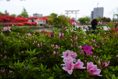 230418a長岡天満宮26