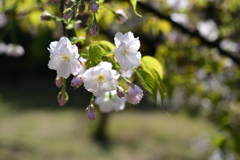 230404b京都植物園14琴平