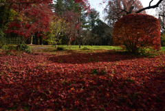 201213a京都植物園11