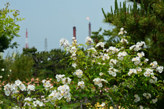 250523a浜寺公園04