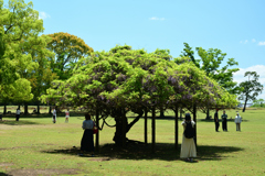 250429a奈良公園19