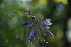 181008梅小路公園43