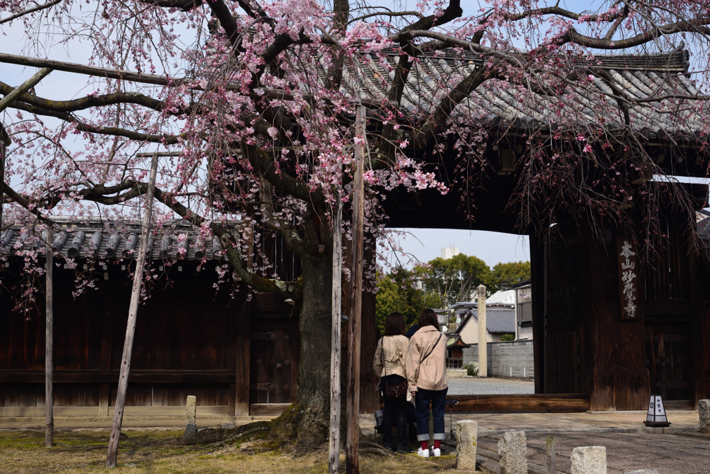 190327e妙覚寺20