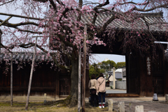190327e妙覚寺20