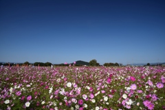 181021b藤原宮跡50