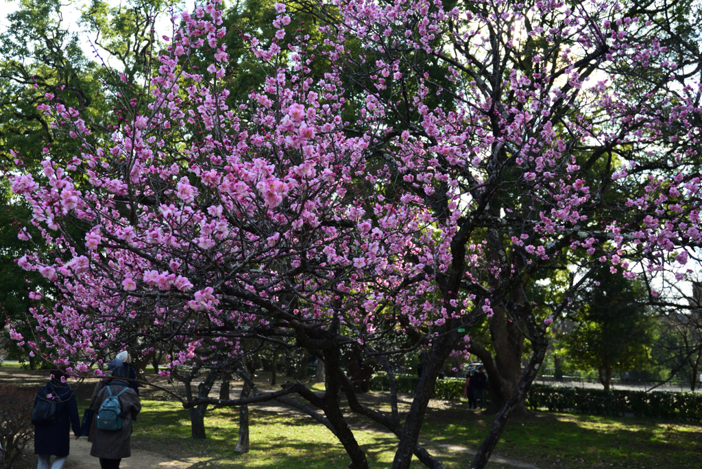 190223b京都御苑39