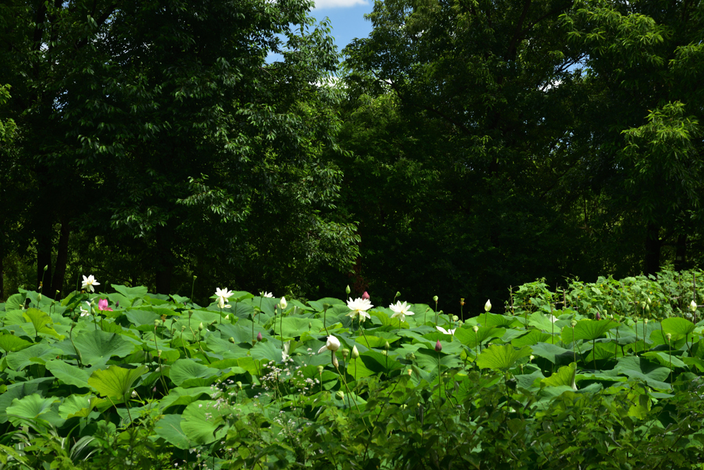 200702鶴見緑地04