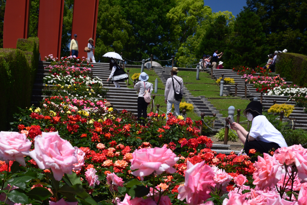 240511荒牧バラ公園10