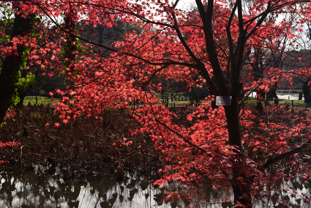 221203a京都植物園28