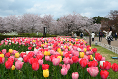 250411a京都植物園05