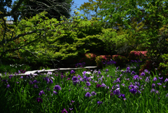 200607梅宮大社15