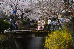 220402e哲学の道18