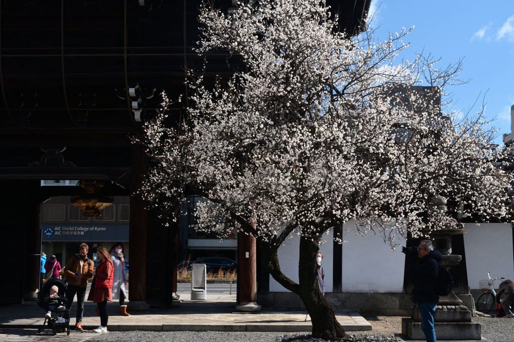 240212b興正寺08