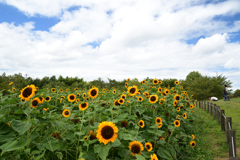 230811馬見丘陵公園10