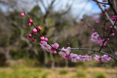 200209d京都植物園30 200209d京都植物園30