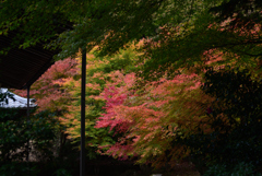 201113南禅寺67