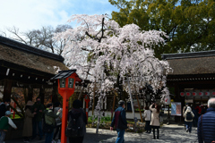 250331c平野神社02