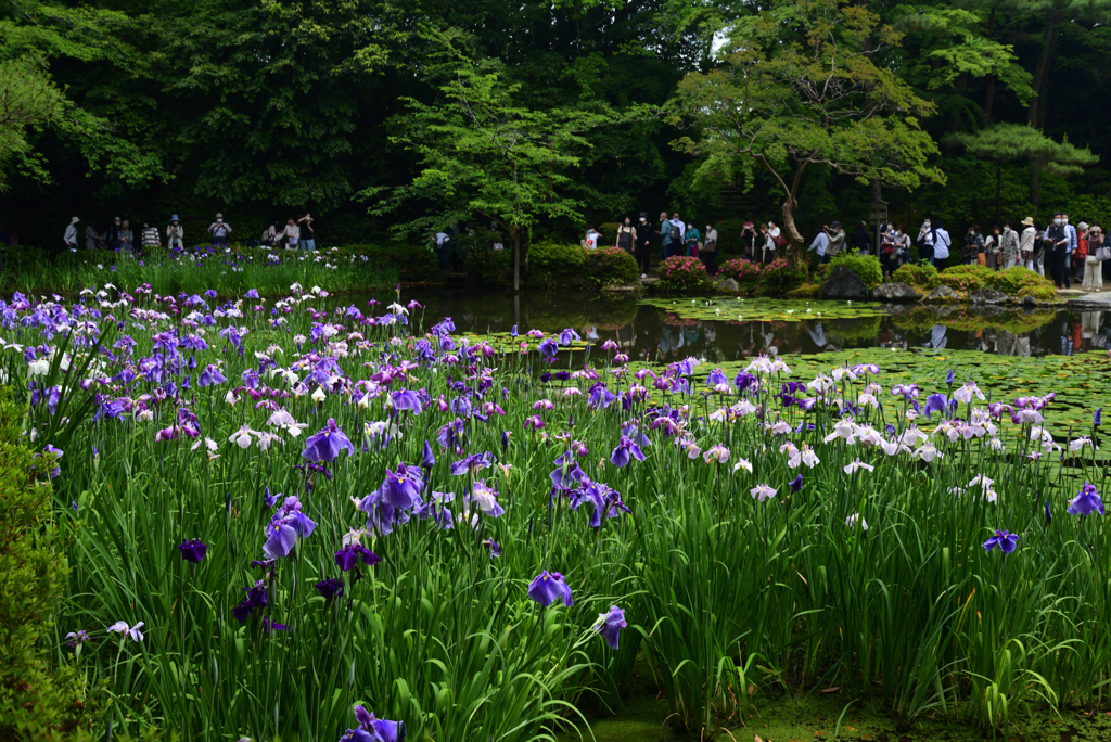 220607平安神宮33