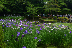 220607平安神宮33