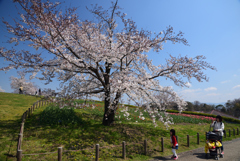 190404馬見丘陵公園10