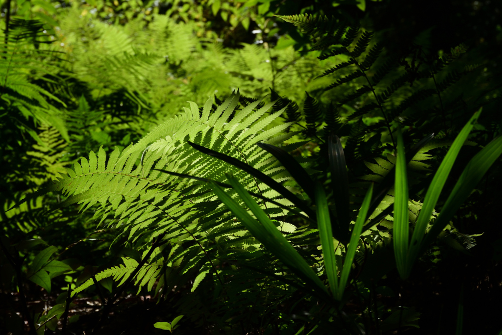 211002京都植物園61