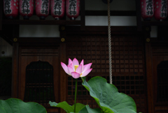200716b行願寺09