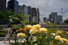 200522中之島公園14