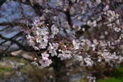 240402b鳥羽街道06