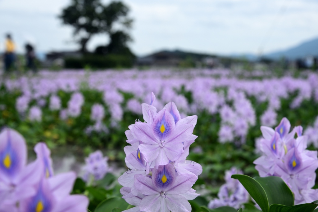 180913本薬師寺跡06+