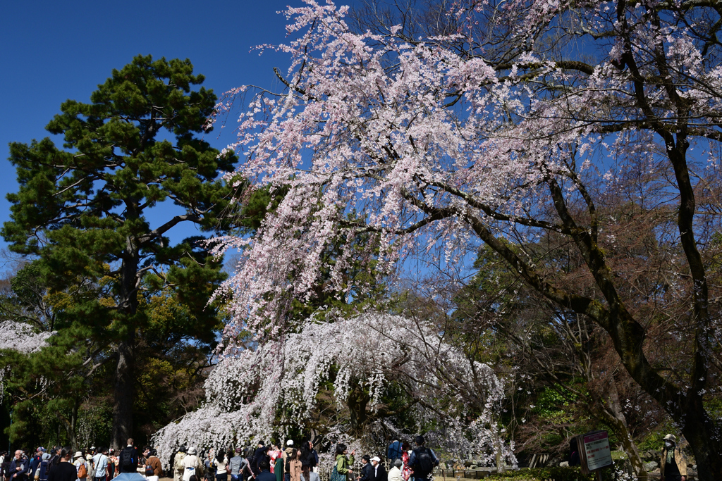 230320c京都御苑13