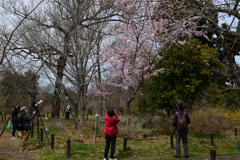 220325b京都植物園21