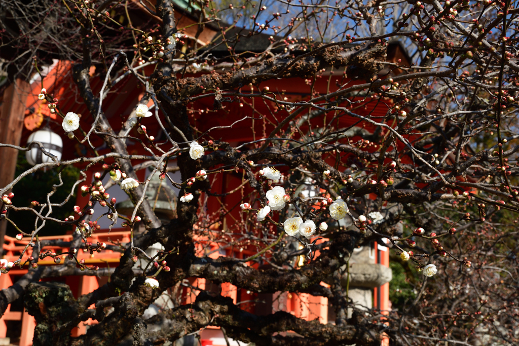 260117c北野天満宮03