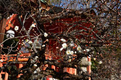 260117c北野天満宮03