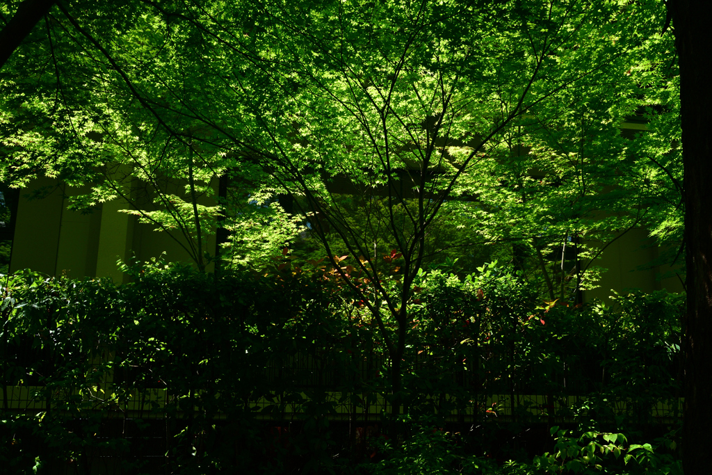 250513下鴨神社04