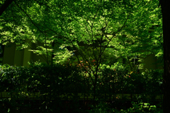250513下鴨神社04