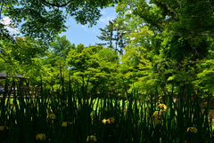 220518京都植物園15