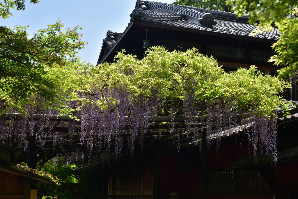 190502b長岡天満宮44