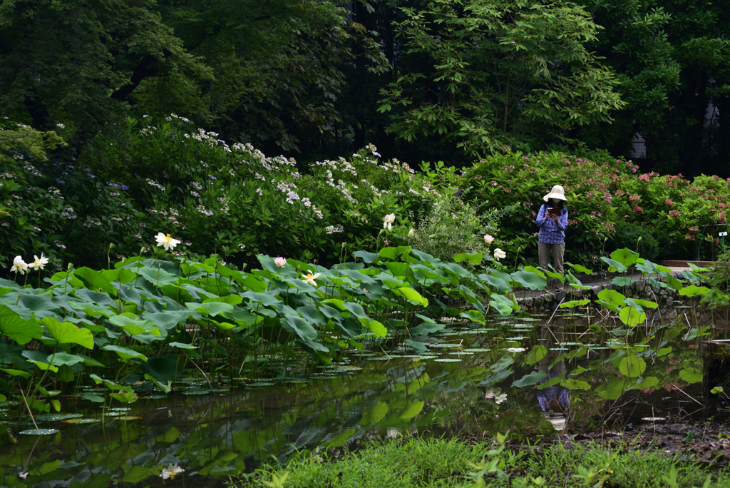 210716a京都植物園09