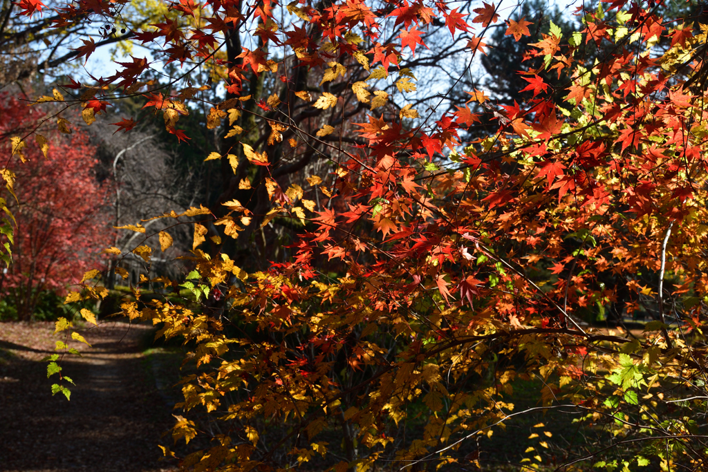 251207a京都植物園23