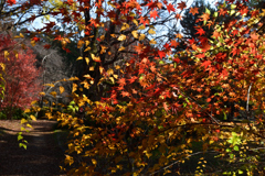 251207a京都植物園23