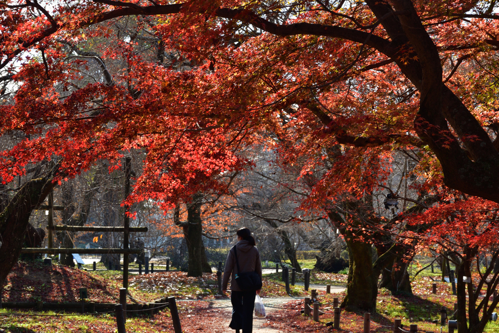 251207a京都植物園40