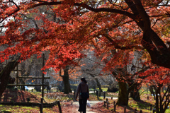 251207a京都植物園40