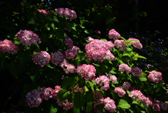 200607梅宮大社43