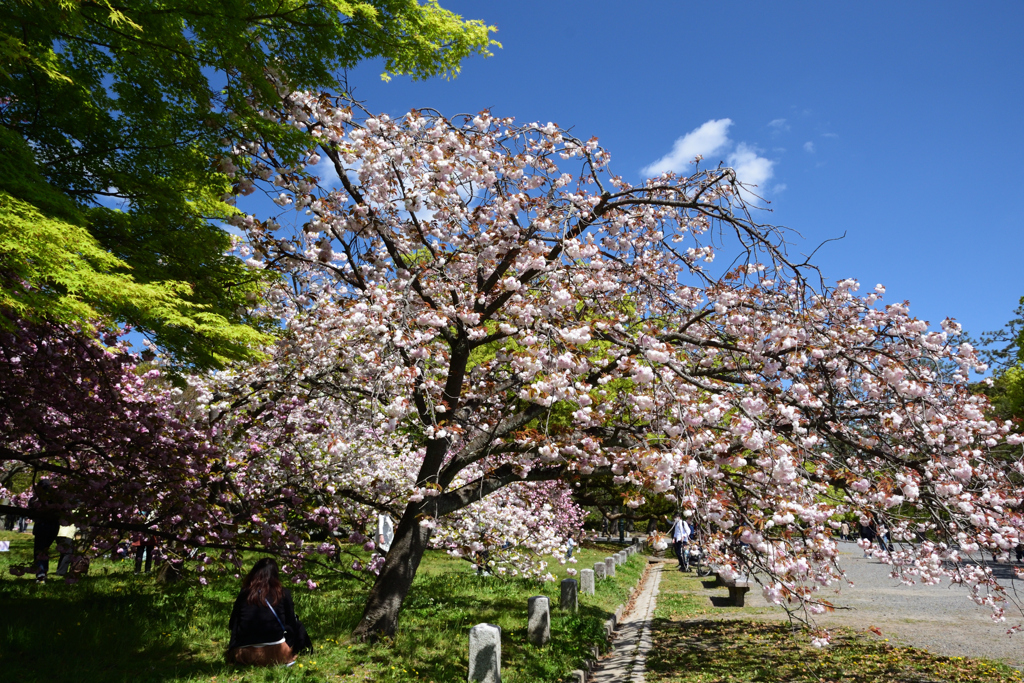 210410b京都御苑09